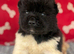 Quality KC registered American Akita Puppies
