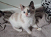Beautiful female kitten