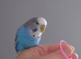 Hand tame pair of sister budgies and cage