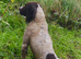 Outstanding litter of KC reg ESS
