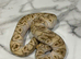 2024 Male Pastel Mojave GHI Clown