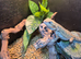 5 month old female