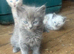 Ragdoll kittens