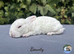 Pure bred Mini Plush lops