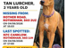 Lurcher Missing from S60 Rotherham