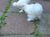 Pair of Young White Silkie Chickens - Healthy & Just Started Laying!
