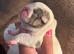 Puppy’s are HERE. English bulldog puppies