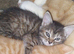 3 kittens