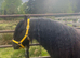 6 Year Old 12.2hh Stallion Project