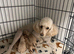 Beautiful Golden Cockapoo Puppies