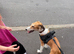 7 month old Saluki X Greyhound