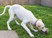 1/4 saluki grey 12 weeks old fully vaccinated