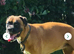 Old Tyme English bulldog cross boxer puppies