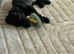Milo is looking for a new home!