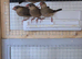 Ths year unsex Java finch