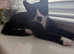Female kitten