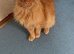 Make mainecoon cat