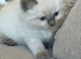 Amazing blue point kittens for sale