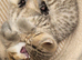 Chinchilla Scottish Fold kittens