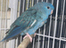 lineolated (linnies) proven pair