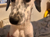 Dalmatian x Jack russel