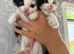 Ragdoll x domestic shorthair ready now