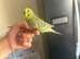 Lovely tame baby budgie black wings