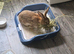Browh white flemish rabbit