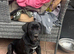 1 boy cane corso puppie.