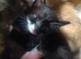 8 Kittens Black. Black and white. And Ginger.