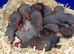 Eu X black hybrids