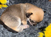 Beautiful Smooth Coat Chihuahua Puppies Ready for Loving Homes