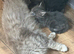 Handsome maincoone/British shorthair kittens