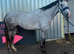 16.1hh Irish Sport Horse Gelding **6 years with very sensible head