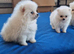 Tiny Pomeranian puppies teddy bear face. White girls and boys