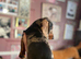 2 x Miniature Dachshund