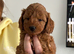 Cockapoo puppies