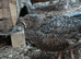 200 Japanese Jambo Quails for Sale.