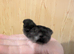 4 unsexed pekin chicks