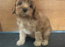 CAVAPOO PUPS F1 REDS PARANTS DNA TESTED