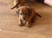 Miniature dachshunds ready now