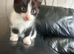 3 kittens. 2 boys 1 girl