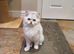 Beautiful Pedigree Chinchilla Persian Kitten