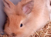 Lionhead cross mini lop babies