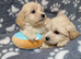 Maltipoo puppy boys available