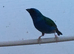 Forbes parrot finch cocks