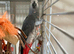 Congo African grey
