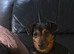 Stunning Health tested f1 jackapoo puppies