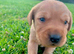 Labrador retriever puppies