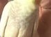 Handreared cockatiel